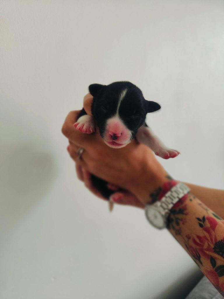 Du Haras De Brocéliande - Border Collie - Portée née le 16/07/2025