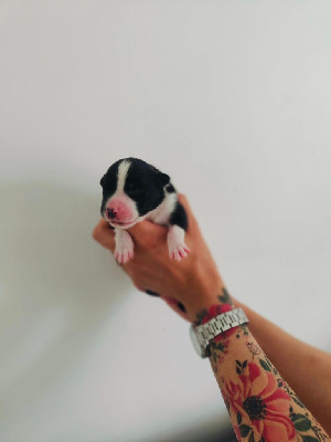 CHIOT